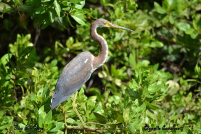              Aigrette tricolore