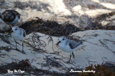     Bécasseau sanderling