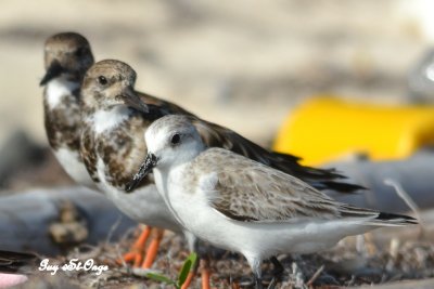           Bécasseau sanderling