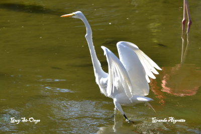  Grande Aigrette