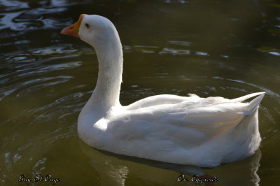Oie Cygnoide