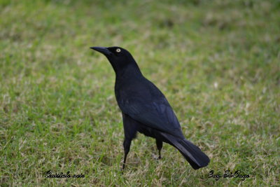            Quiscale noir