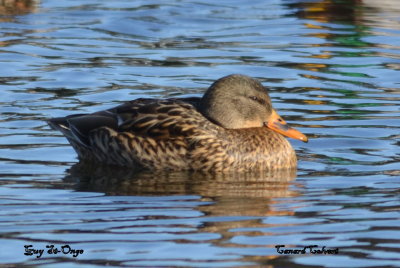         Canard Colvert