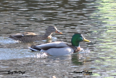         Canard Colvert