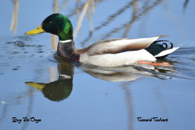        Canard Colvert