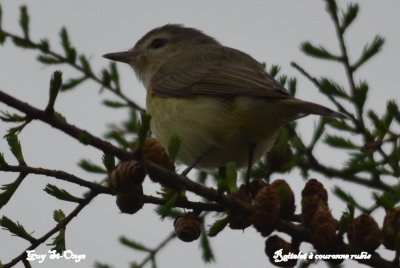   Roitelet à couronne rubis