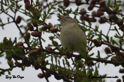   Roitelet à couronne rubis