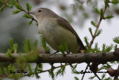   Roitelet à couronne rubis
