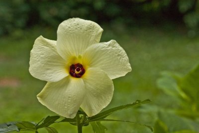 Flower Shots