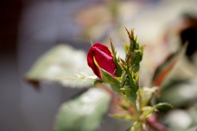 Flower Shots