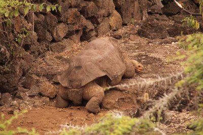 the late Lonesome George