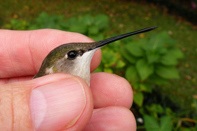 Adult female Ruby-throated - Ron Robinson