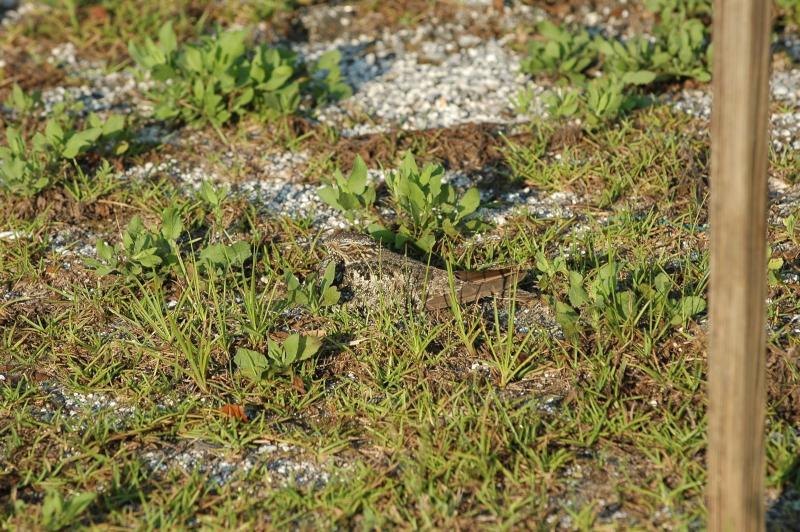 Can you see the bird?  Good camouflage