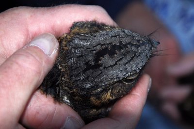 Fort Morgan Fall Banding 2011