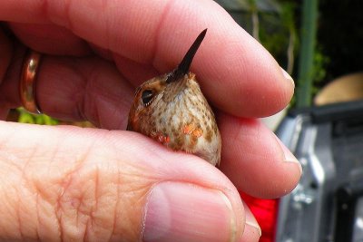 1st year male Rufous - Gary Griffin