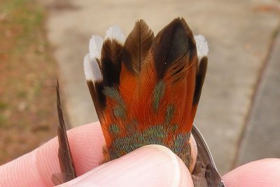 1st year male Rufous - John Armstrong