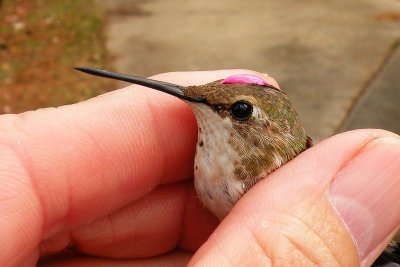 1st year female Rufous - John Armstrong