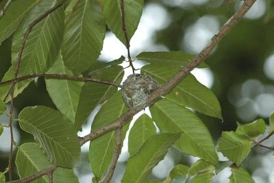 Nest made of spider webs and lichens