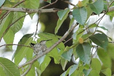  Hummer Nest