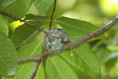 Closer look at nest