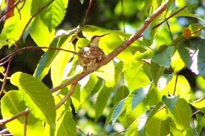 g4/93/11693/3/60637232.Hummer_on_Nest_21.jpg