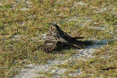Nesting Common Nighthawk