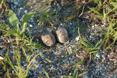 The two brown, spotted eggs