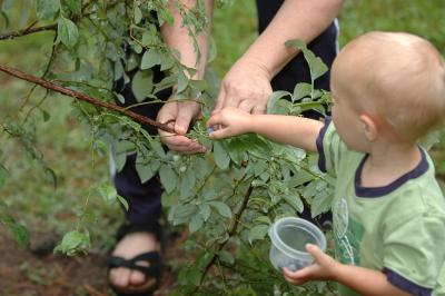 Brooks learns to pick blueberries