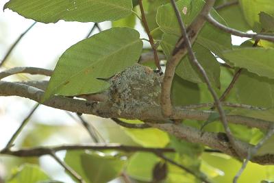 View of baby and nest from below - June 16th