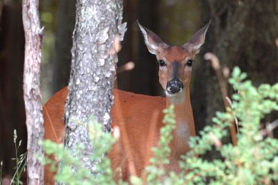 Deer at Canaan Valley