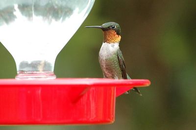 Adult male rubythroated