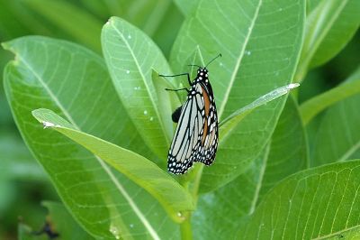 Monarch laying egg