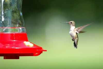 Female Ruby Throated