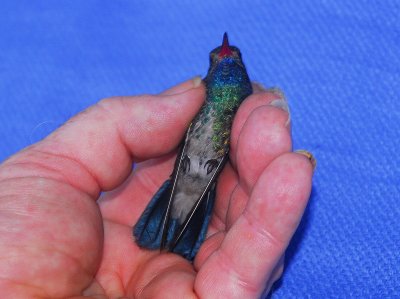 Underside of the bird