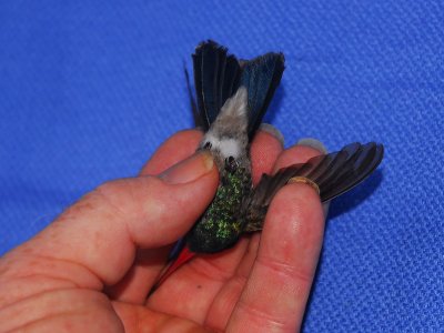 Bird's underside and tail