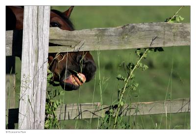 The Grass is Always Greener on the Other Side of the Fence