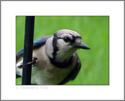 Blue Jay