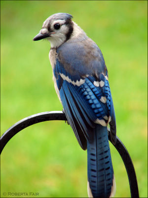 Blue Jay