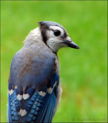 Blue Jay