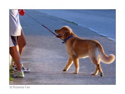 Evening Walk