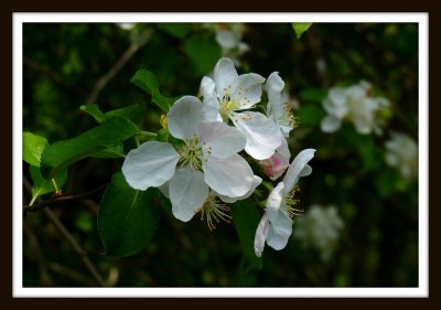 Apple Blossom