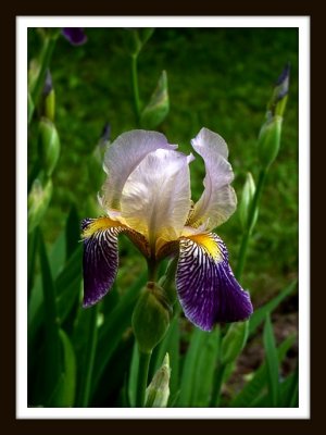 Old Fashioned Iris