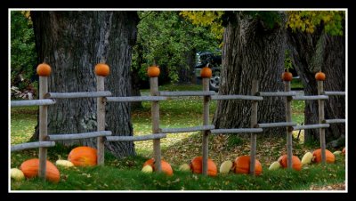 Pumpkin Fence