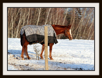 The Zebra Coat