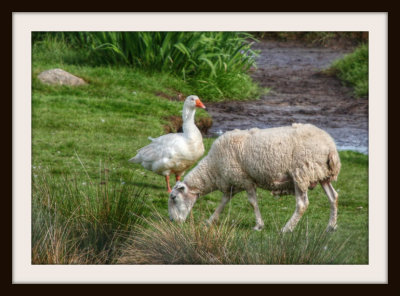 Sharing The Field