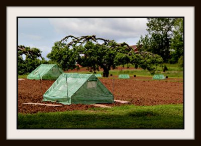 Baby Pumpkin Incubators