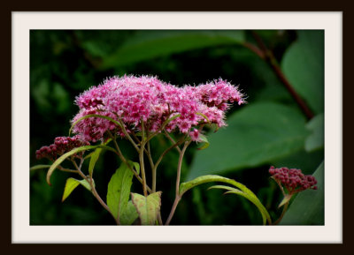 Lush Pink