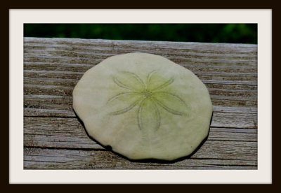 A Sand Dollar