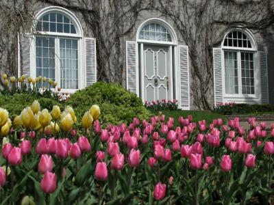 Lawn Of Tulips