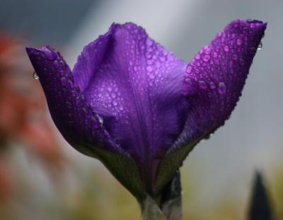 In The Rain